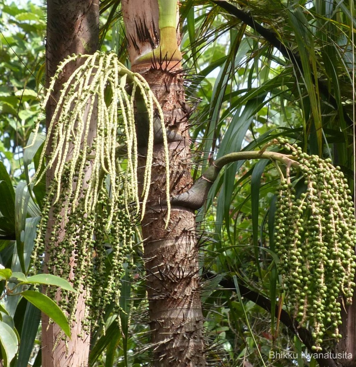 Oncosperma fasciculatum Thwaites